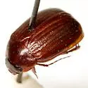 Serica intermixta - photo 3