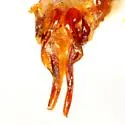 Serica intermixta - photo 4