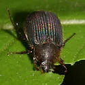 Serica iricolor - photo 3