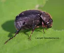Serica iricolor - photo 5