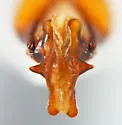 Serica opposita