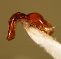 Serica porcula - photo 2