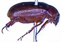 Serica porcula - photo 3