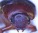 Serica porcula - photo 4