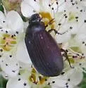 Serica sericea - photo 2