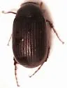 Serica sericea - photo 4