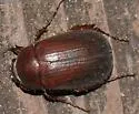Serica serotina - Serica serotina
