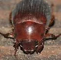 Serica serotina - photo 2