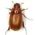Serica texana