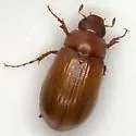 Serica texana - photo 2