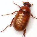Serica texana - photo 3