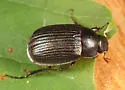 Serica tristis - photo 2