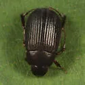 Serica tristis - photo 3