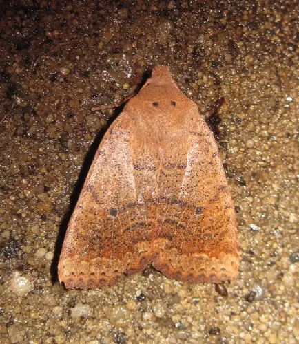 Variable Sallow - Hodges#9941 - Sericaglaea signata