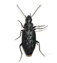 Sericoda bembidioides - photo 2