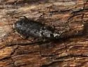 Sericoda bembidioides - photo 4