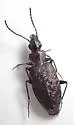 Sericoda bembidioides - photo 5