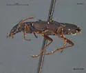 Sericoda bogemannii - photo 2
