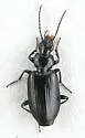 Sericoda bogemannii - photo 3