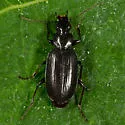Sericoda obsoleta