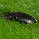 Sericoda obsoleta - photo 2