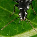 Sericoda obsoleta - photo 3