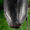 Sericoda obsoleta - photo 4
