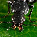 Sericoda obsoleta - photo 5