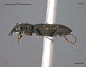 Sericoda quadripunctata - photo 2