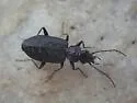 Sericoda quadripunctata - photo 3