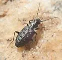 Sericoda quadripunctata - photo 4