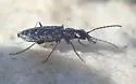 Sericoda quadripunctata - photo 5