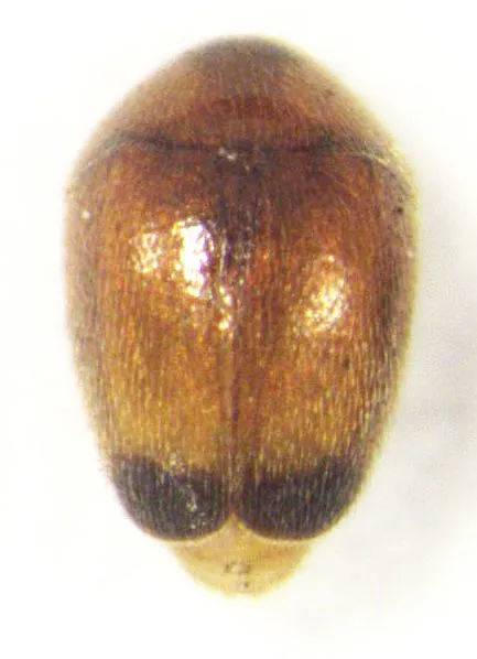 Sericoderus apicalis - photo 2