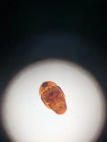 Sericoderus brevicornis