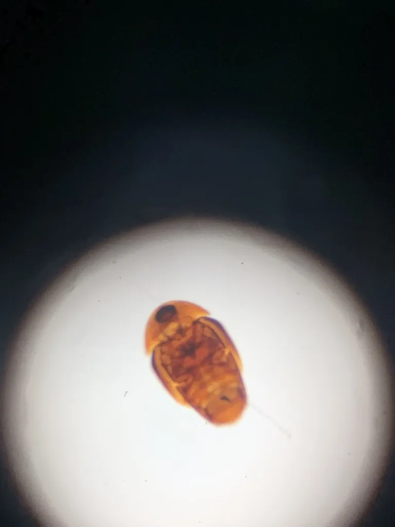 Sericoderus brevicornis - photo 2