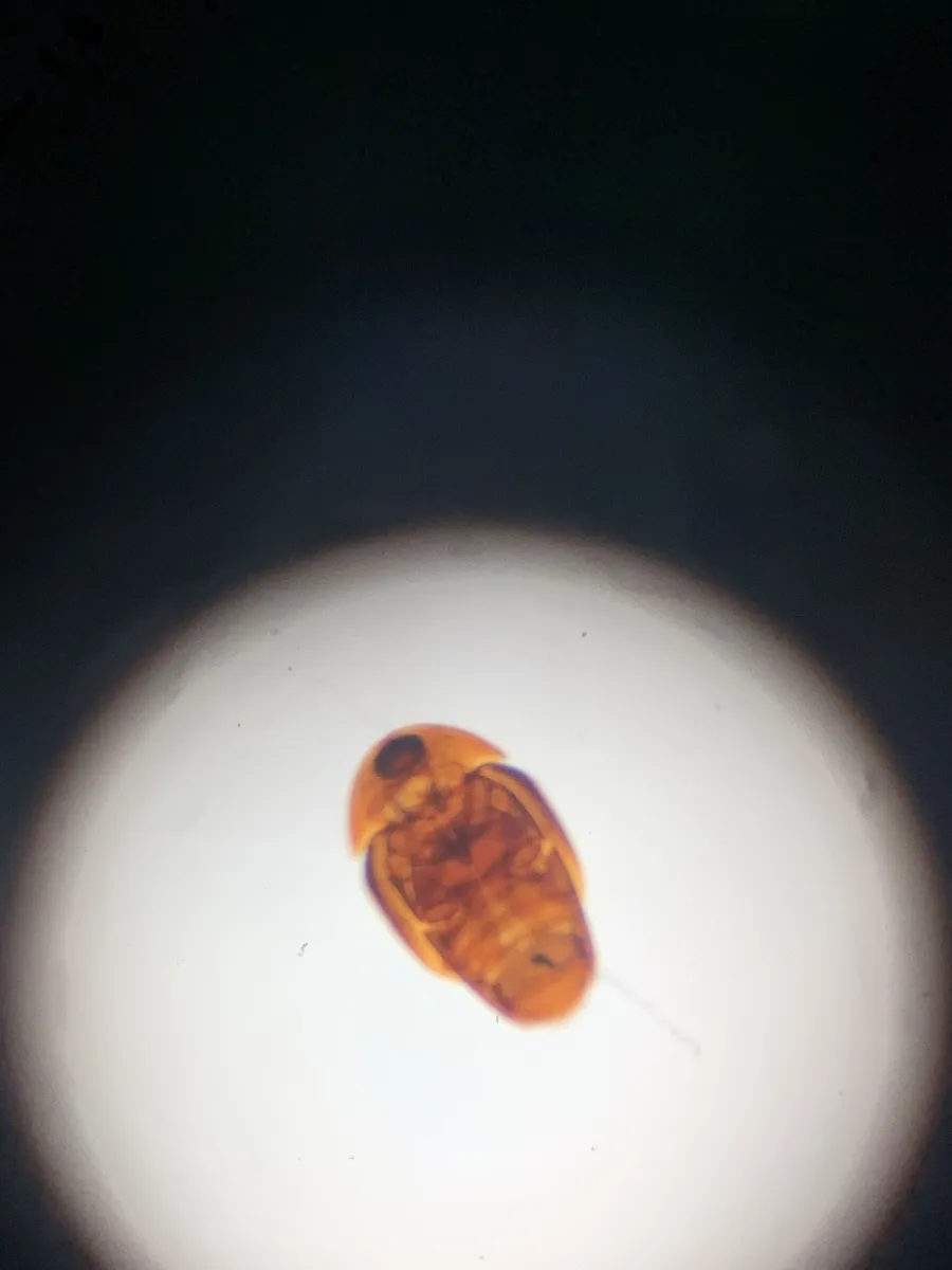 Sericoderus brevicornis - photo 3