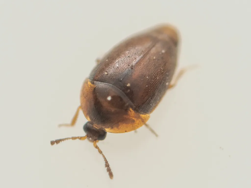 Sericoderus lateralis - photo 2