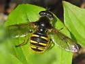 Long-nosed Pond Fly