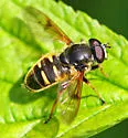 Long-nosed Pond Fly - photo 2