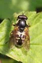 Long-nosed Pond Fly - photo 3