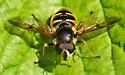 Long-nosed Pond Fly - photo 4
