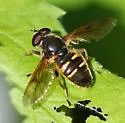 Long-nosed Pond Fly - photo 5