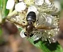 Two-spotted Pond Fly