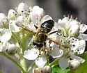 Two-spotted Pond Fly - photo 2