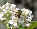 Two-spotted Pond Fly - photo 3
