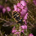 Western Pond Fly