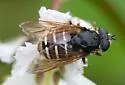 Western Pond Fly - photo 2