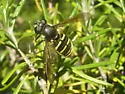 Western Pond Fly - photo 3