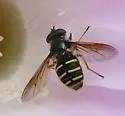 Western Pond Fly - photo 4