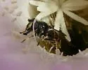 Western Pond Fly - photo 5